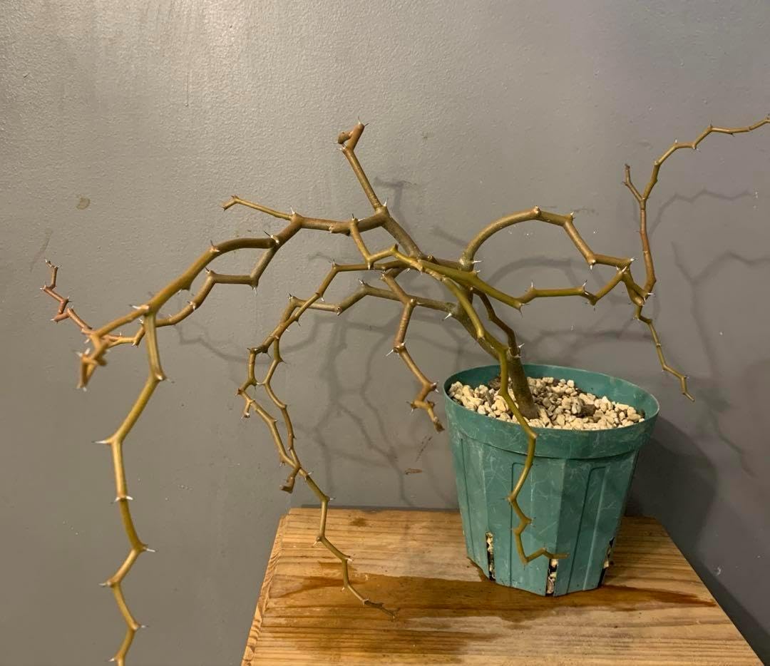 盆栽用 クロマツ苗 アカマツ苗 北海道産 無農薬 非化学肥料